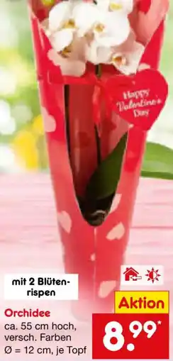Netto Marken-Discount Orchidee Angebot