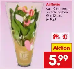 Netto Marken-Discount Anthurie Angebot