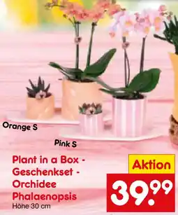 Netto Marken-Discount Plant in a Box - Geschenkset Orchidee Phalaenopsis Angebot