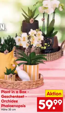 Netto Marken-Discount Plant in a Box - Geschenkset Orchidee Phalaenopsis Angebot
