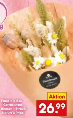 Netto Marken-Discount Plant in a Box - Getrocknete Blumen Strauß Nature's Pride Angebot