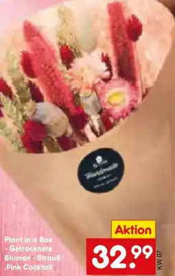 Netto Marken-Discount Plant in a Box - Getrocknete Blumen Strauß Pink Cocktail Angebot
