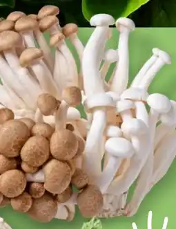 Kaufland Shimeji Angebot