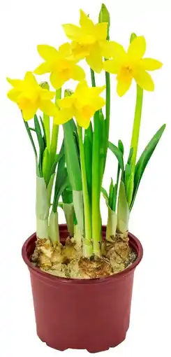 Kaufland Narzissen Angebot