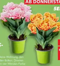 Kaufland Tulpen Angebot
