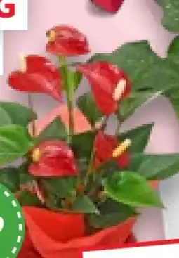 Kaufland Flamingoblume Angebot