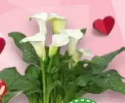 Kaufland Calla Angebot