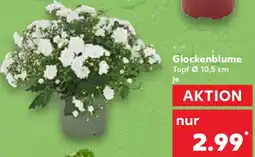 Kaufland Glockenblume Angebot