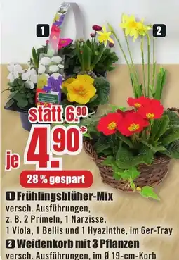 B1 Discount Baumarkt Frühlingsblüher-Mix Angebot