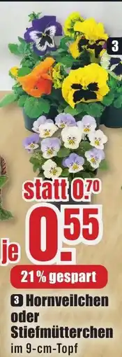 B1 Discount Baumarkt 3 Hornveilchen oder Stiefmütterchen Angebot