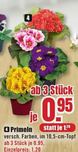 B1 Discount Baumarkt 4 Primeln Angebot