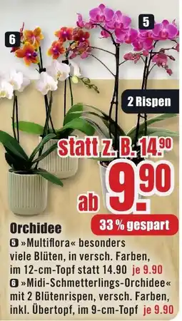 B1 Discount Baumarkt Orchidee >>Multiflora<< Angebot