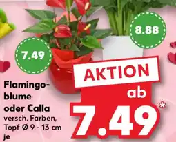 Kaufland Flamingoblume oder Calla Angebot