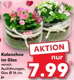 Kaufland Kalanchoe im Glas Angebot