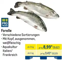 METRO Forelle Angebot