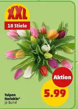 PENNY Tulpen Harlekin Angebot