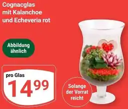 Globus Cognacglas mit Kalanchoe und Echeveria rot Angebot