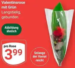 Globus Valentinsrose mit Grün Angebot