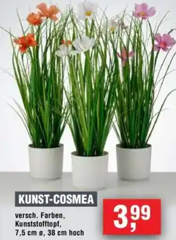 Handelshof Kunst-cosmea Angebot