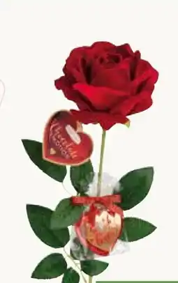 Pflanzen Kölle Samtrose Angebot