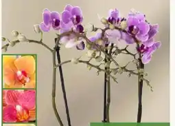 Pflanzen Kölle Schmetterlingsorchidee Multiflora Angebot