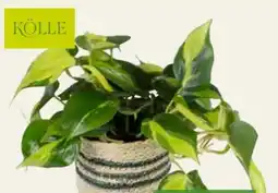 Pflanzen Kölle Kölle Kletter-Philodendron Angebot