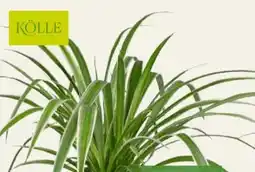 Pflanzen Kölle Kölle Grünlilie Angebot