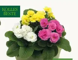 Pflanzen Kölle Kölle's Beste Primel Trio-Schale Pom Angebot