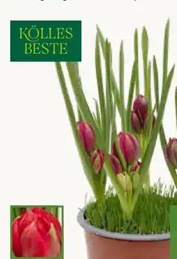 Pflanzen Kölle Kölle's Beste Wildtulpe mit Gras Angebot