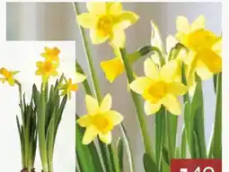 Pflanzen Kölle Narzisse Tete-aTete Angebot
