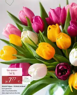 Pflanzen Kölle Schnitt-Tulpen 15 Stück im Bund Angebot