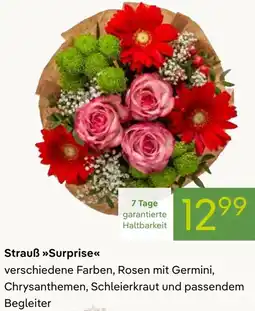 Pflanzen Kölle Strauß Surprise Angebot