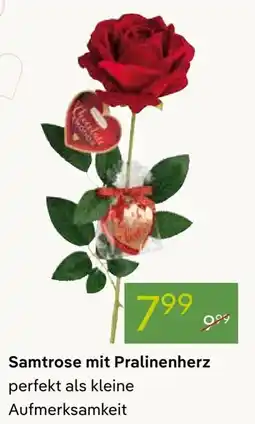 Pflanzen Kölle Samtrose mit Pralinenherz Angebot