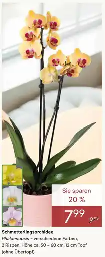 Pflanzen Kölle Schmetterlingsorchidee Angebot