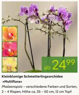 Pflanzen Kölle Kleinblumige Schmetterlingsorchidee Multiflora Angebot