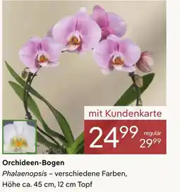 Pflanzen Kölle Orchideen-Bogen Angebot