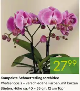Pflanzen Kölle Kompakte Schmetterlingsorchidee Angebot