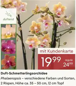 Pflanzen Kölle Duft-Schmetterlingsorchidee Angebot