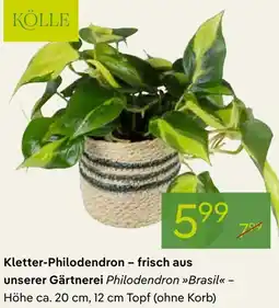 Pflanzen Kölle Kletter-Philodendron frisch aus unserer Gärtnerei Angebot