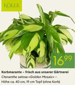 Pflanzen Kölle Korbmarante - frisch aus unserer Gärtnerei Angebot