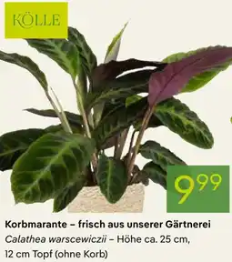 Pflanzen Kölle Korbmarante - frisch aus unserer Gärtnerei Angebot