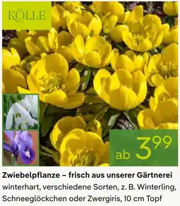 Pflanzen Kölle Zwiebelpflanze - frisch aus unserer Gärtnerei Angebot