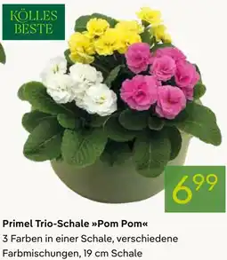 Pflanzen Kölle Primel Trio-Schale Pom Pom Angebot