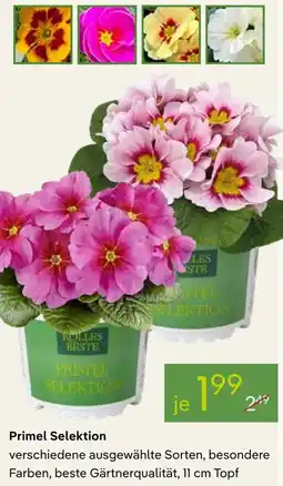 Pflanzen Kölle Primel Selektion Angebot
