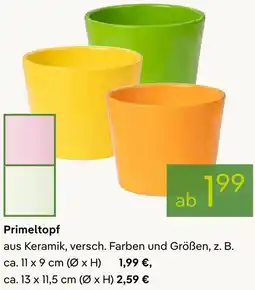 Pflanzen Kölle Primeltopf Angebot