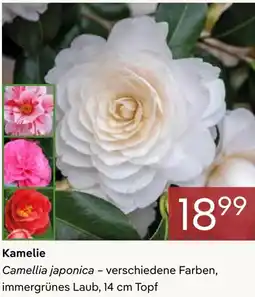 Pflanzen Kölle Kamelie Angebot