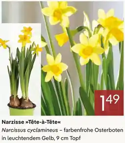 Pflanzen Kölle Narzisse Tête-à-tête Angebot