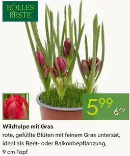 Pflanzen Kölle Wildtulpe mit Gras Angebot