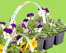 Thomas Philipps Hornveilchen Angebot