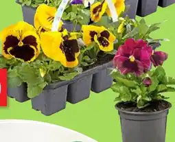 Thomas Philipps Stiefmütterchen Angebot